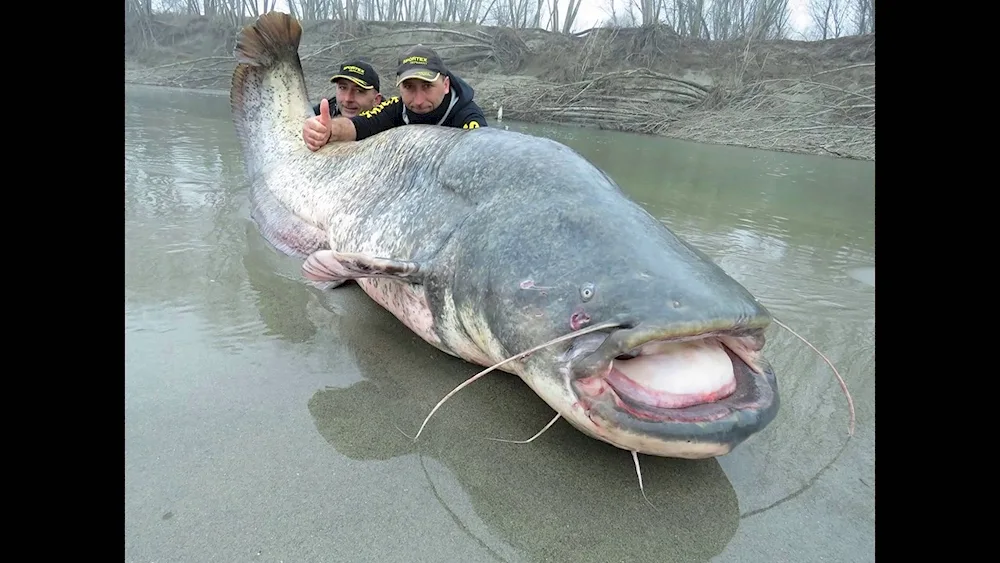 Albino River catfish