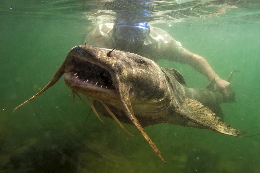 Yellow River catfish