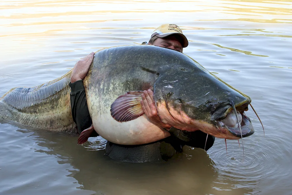 European Catfish Ogre