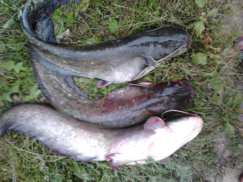 River Catfish