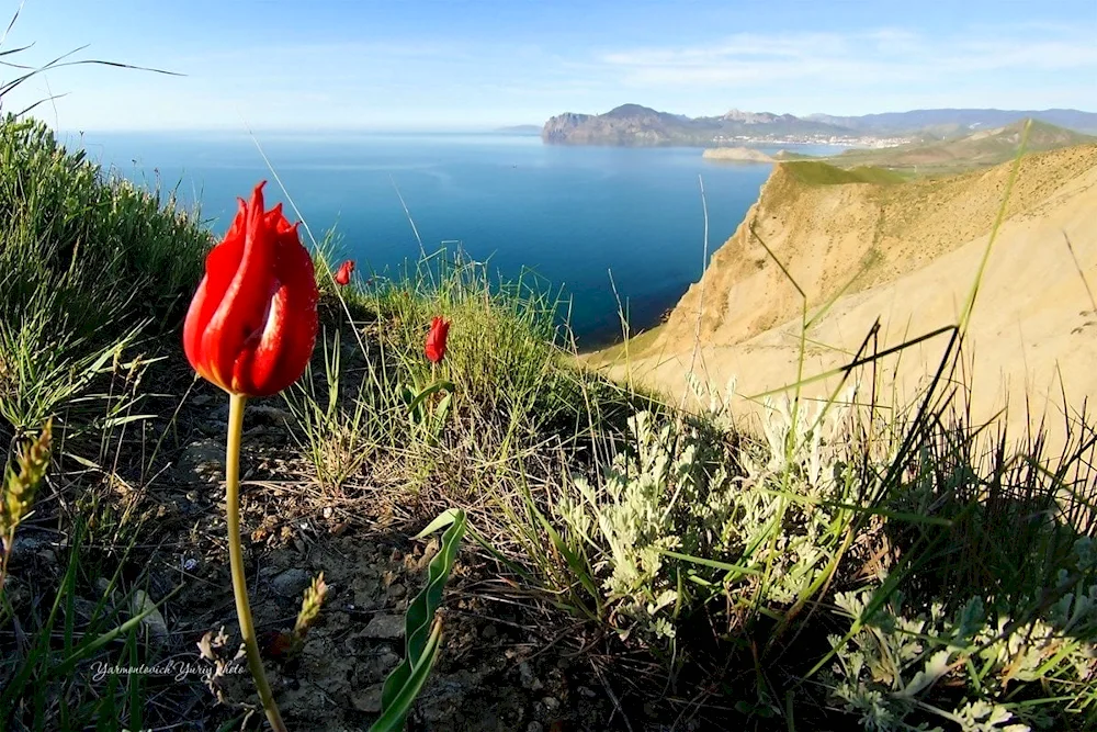 Sun grass Karadag mountains Crimea