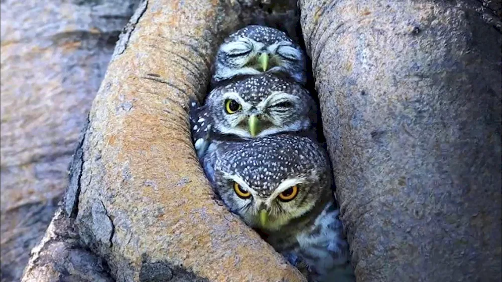 The owl sleeps