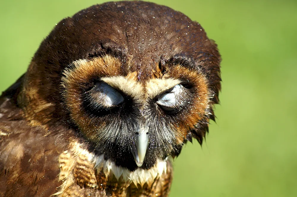 The owl sleeps