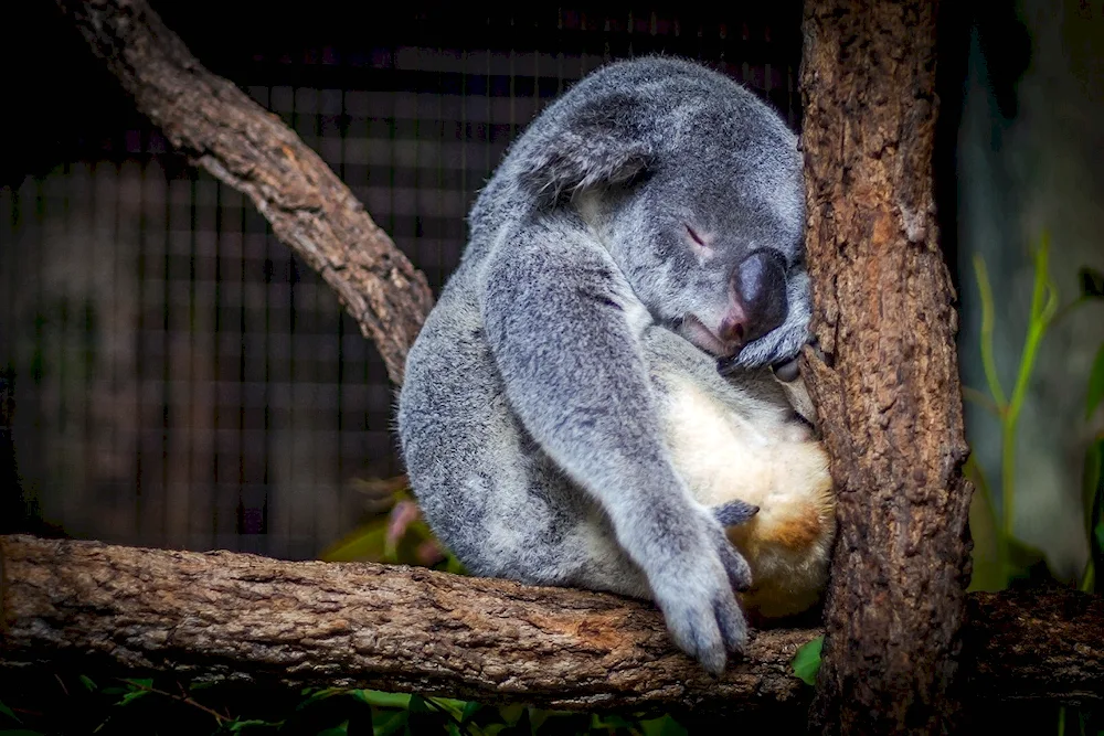 Animals sleeping