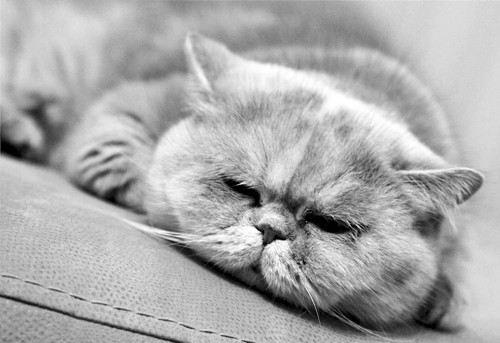 Luhu cat backgrounds for desktop 1600x900