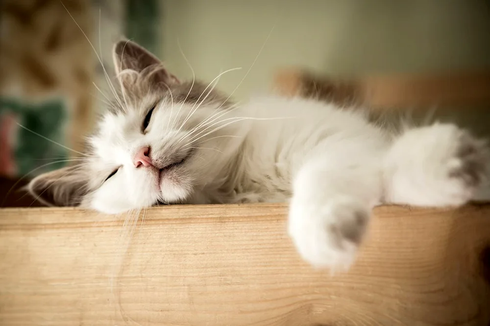 Sleeping cat