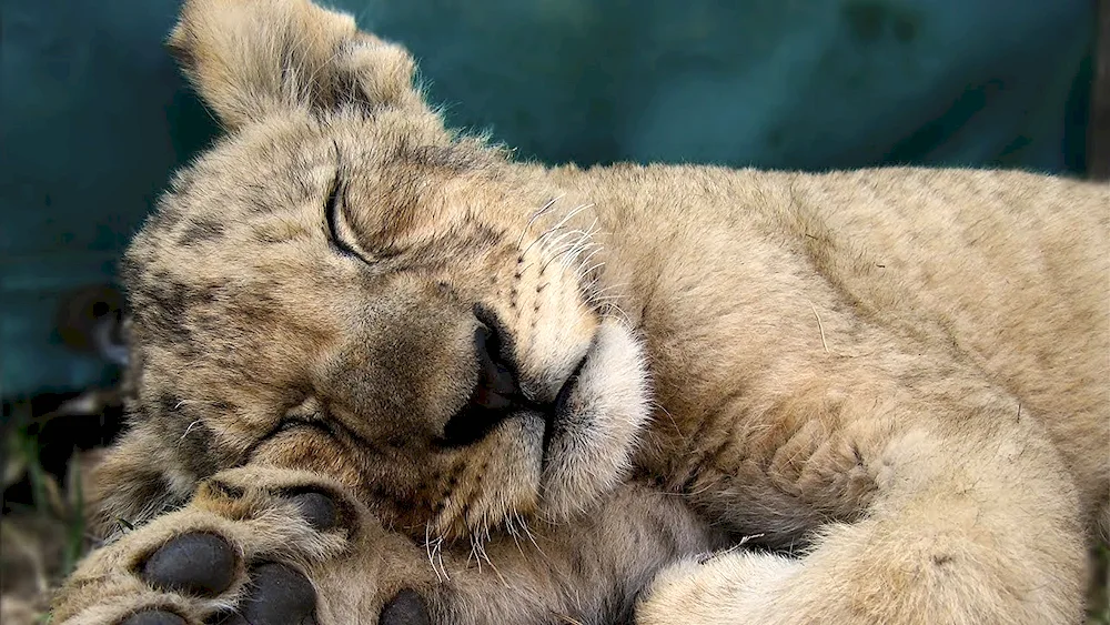Sleeping monkeys