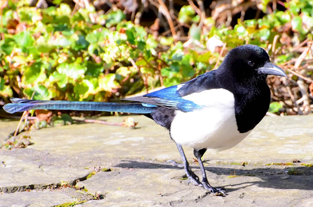 Common magpie birds