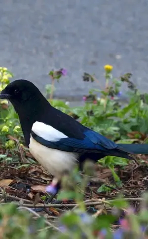 Magpie bird