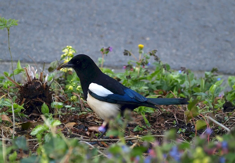 Magpie bird