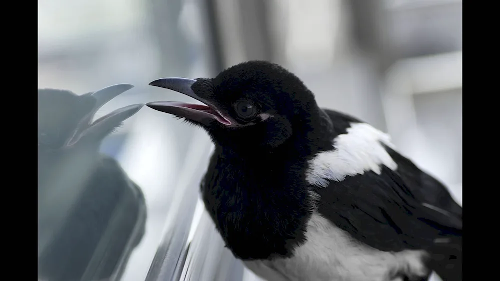 Grey crow bird