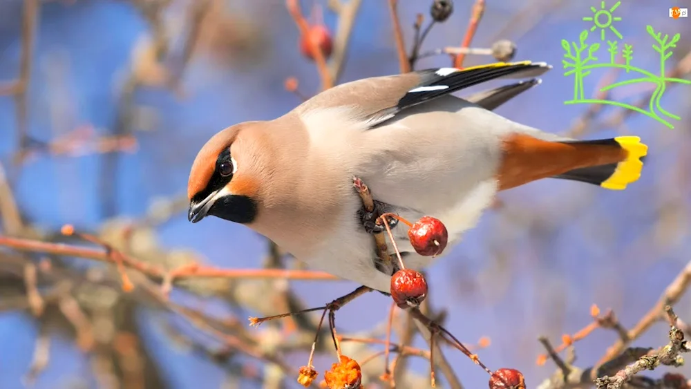 Shrike's magpie whistler