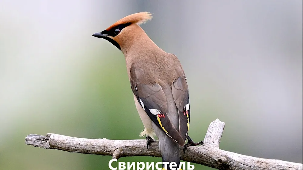 Birds of the Leningrad Oblast