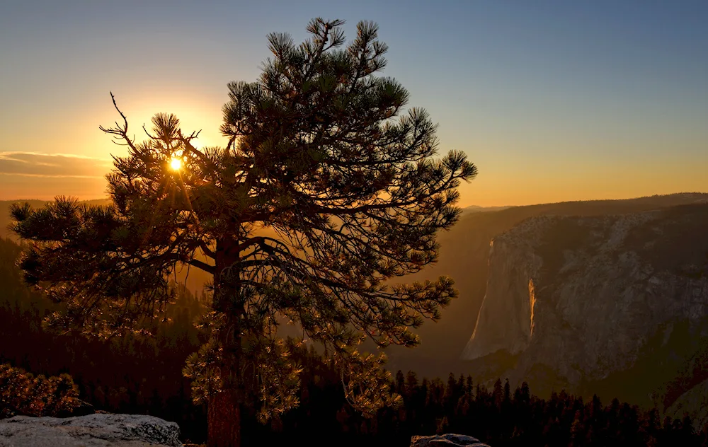 Methuselah pine