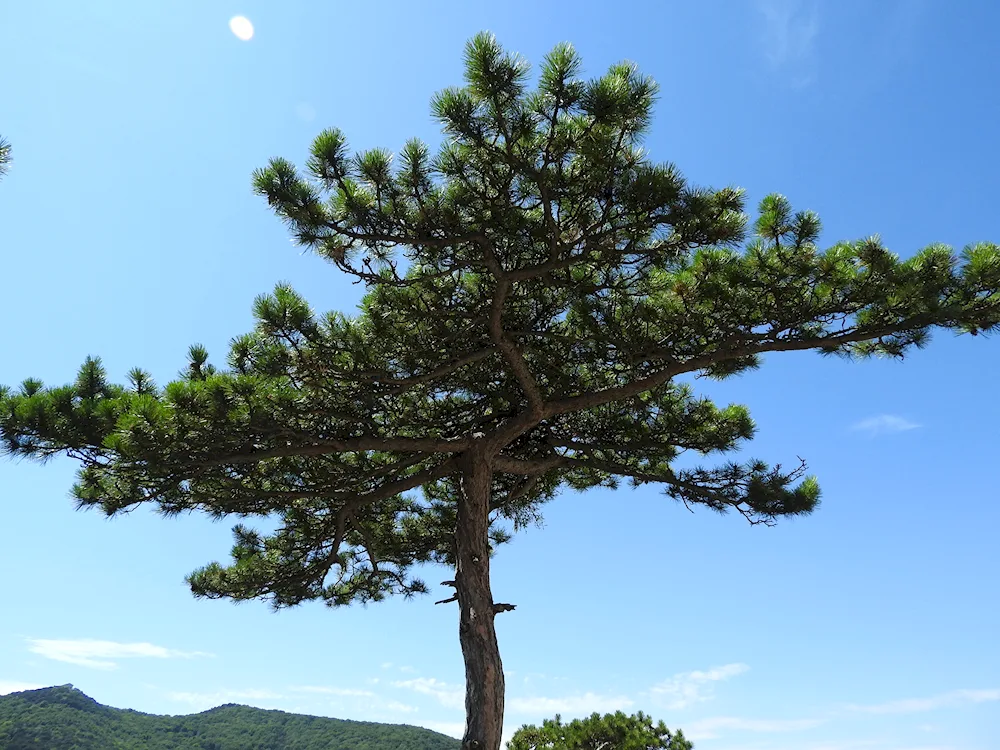 Common pine Pinus wallichiana Excelsa