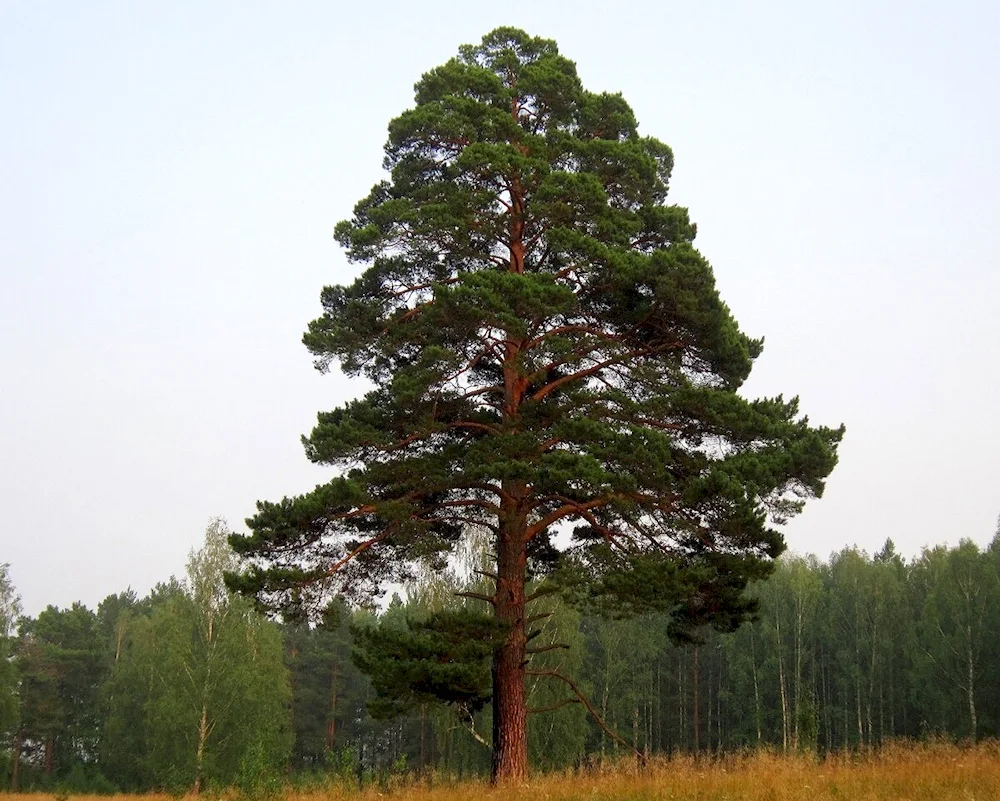 Common Pine Pinus Sylvestris