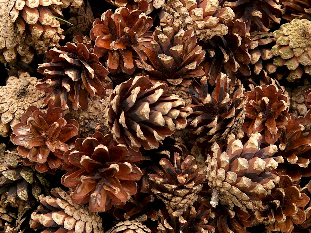 Little pinecone