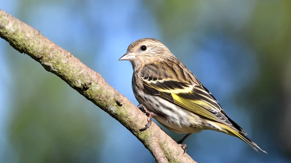 Pine Siskin