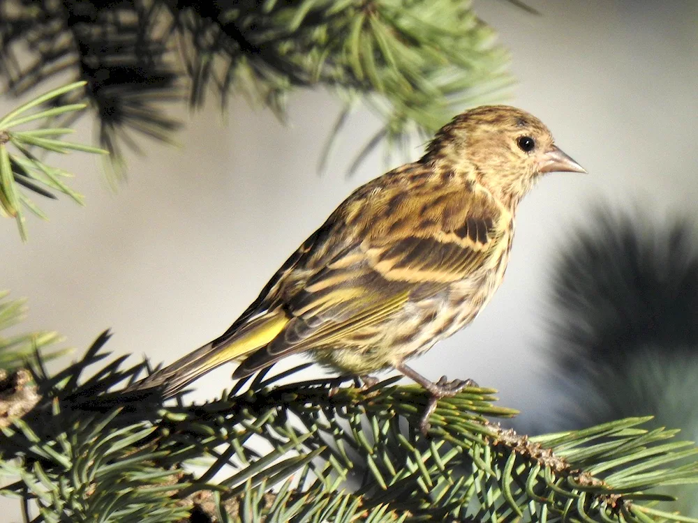 Yellow Sparrow