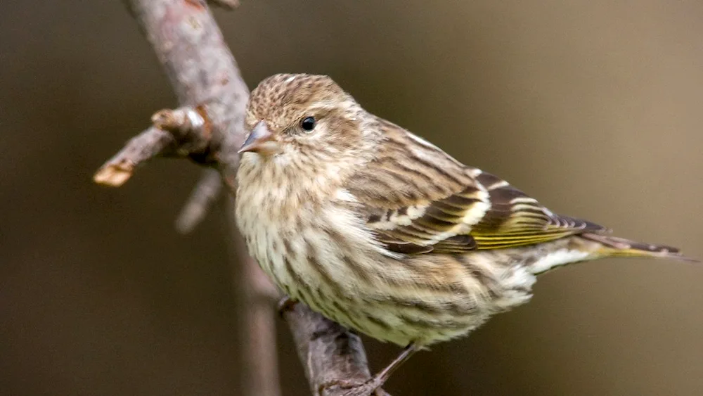 Black-headed Dipper Siskin The finches