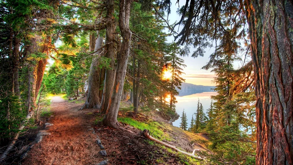 Pine Cedar forest trail