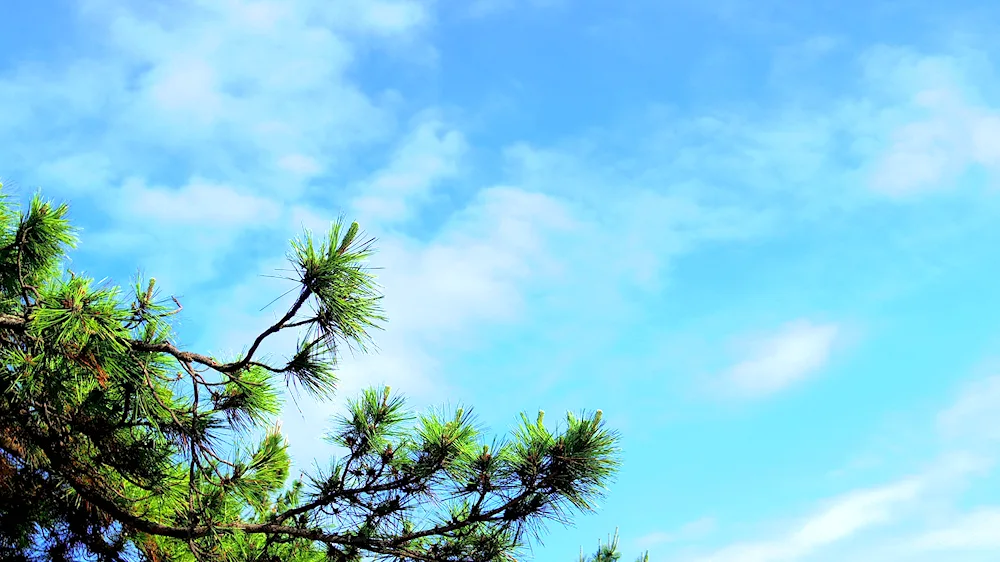 Pine background