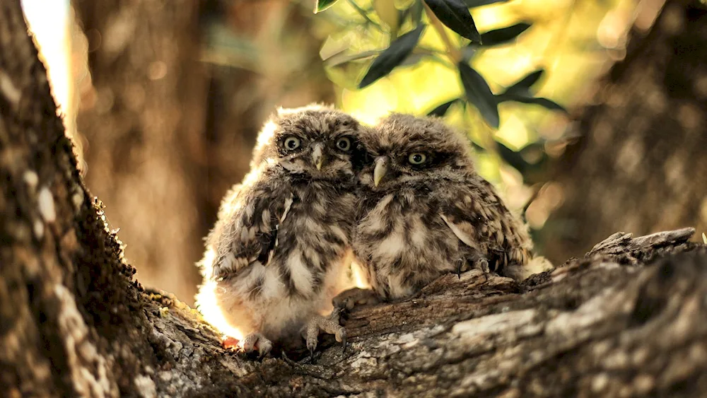 Owls