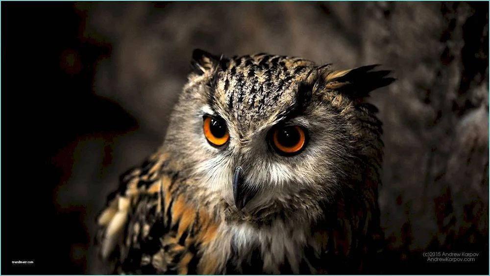 Owl on black background