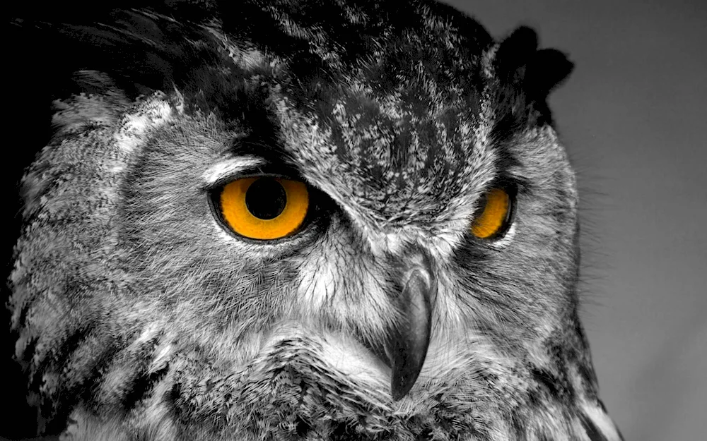 Owl on black background