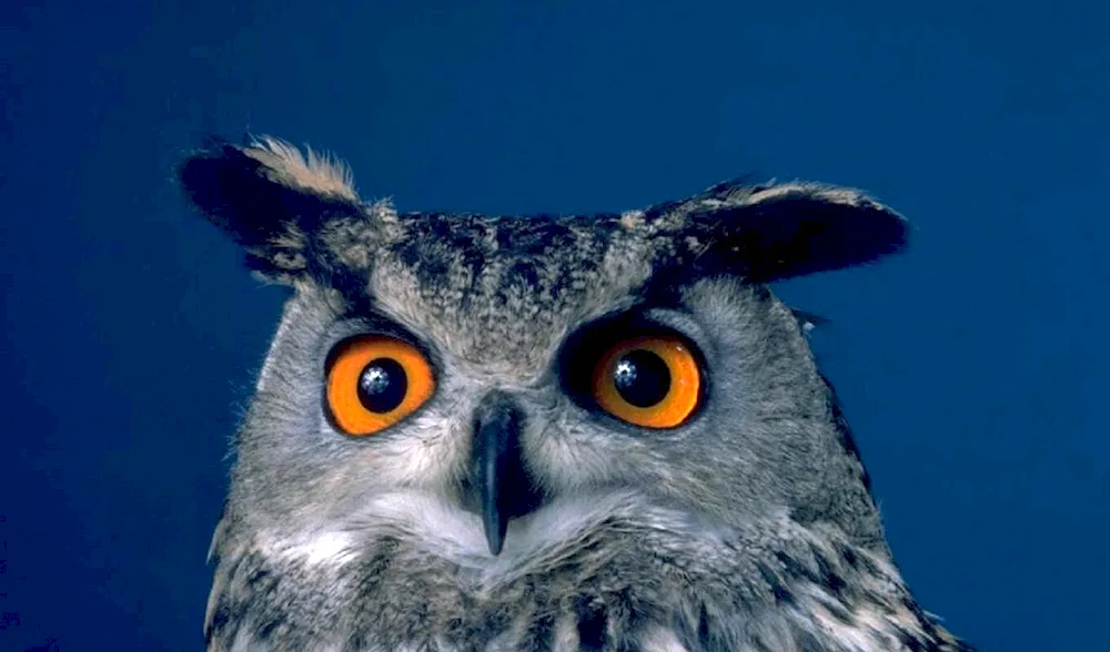 Crystal Owl CHGC