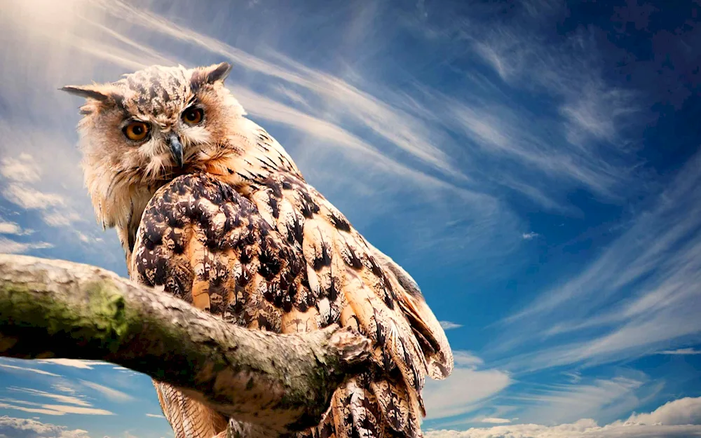 Black-faced Owl