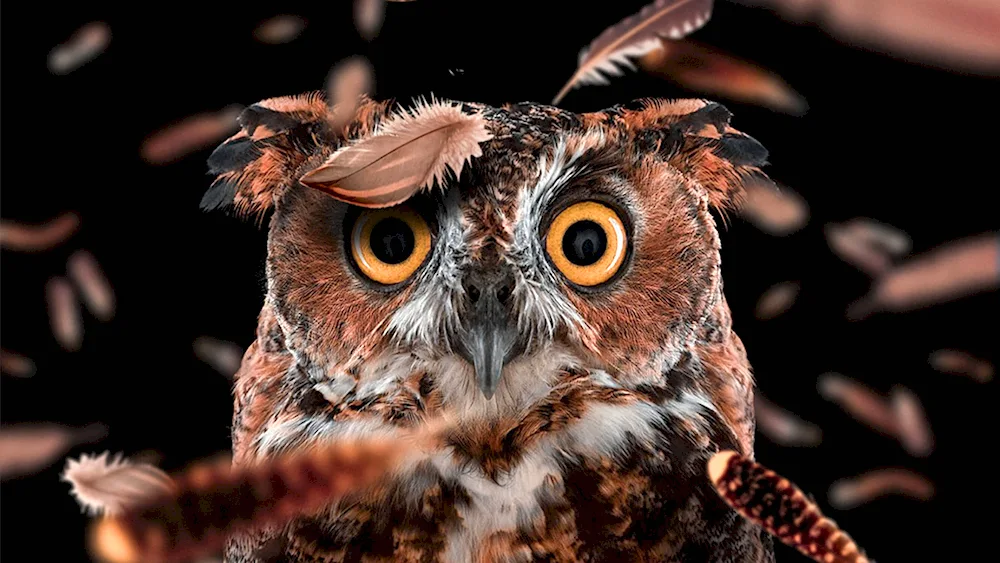 Red-eared Owl