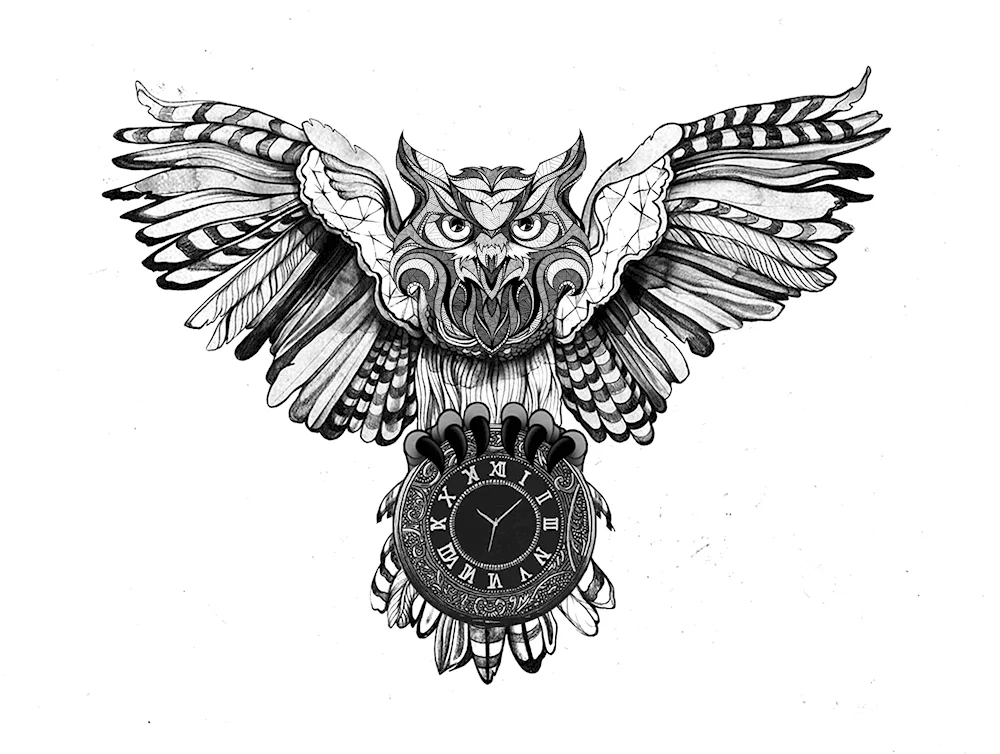 Owl sketch