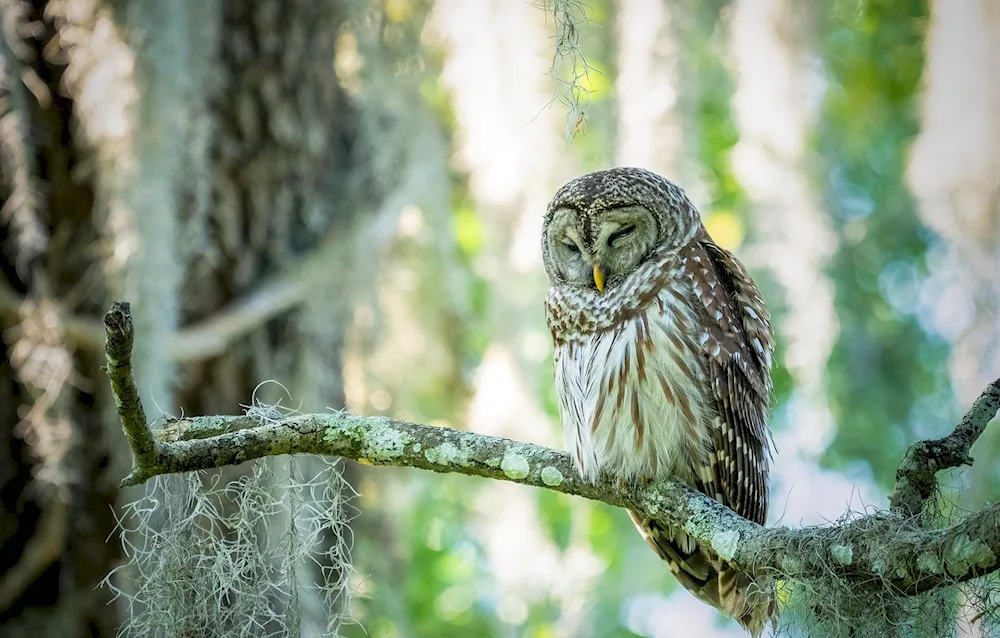 The owl sleeps