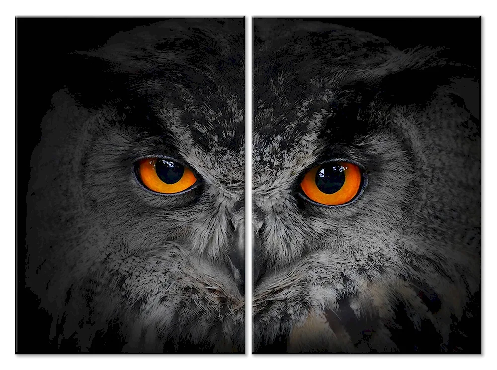 Owl photo