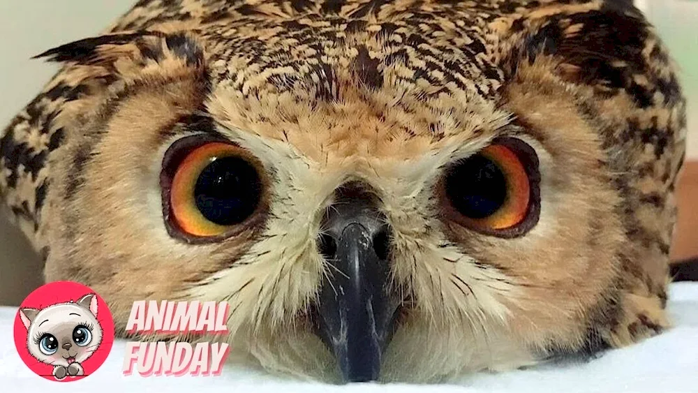 House owl