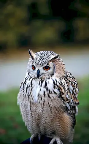 Pygmy Owl