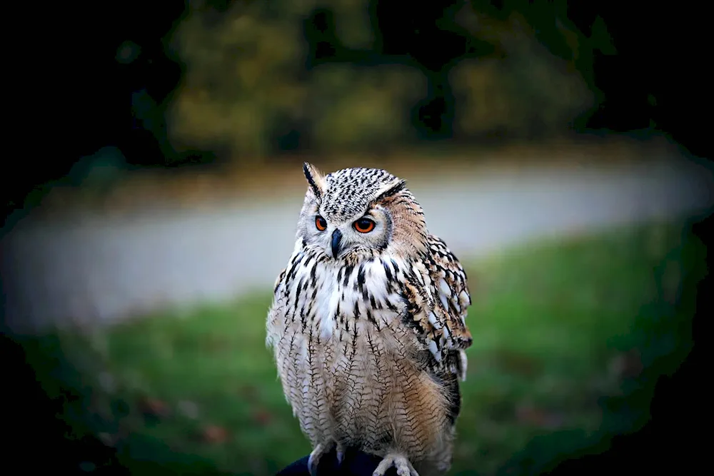 Pygmy Owl