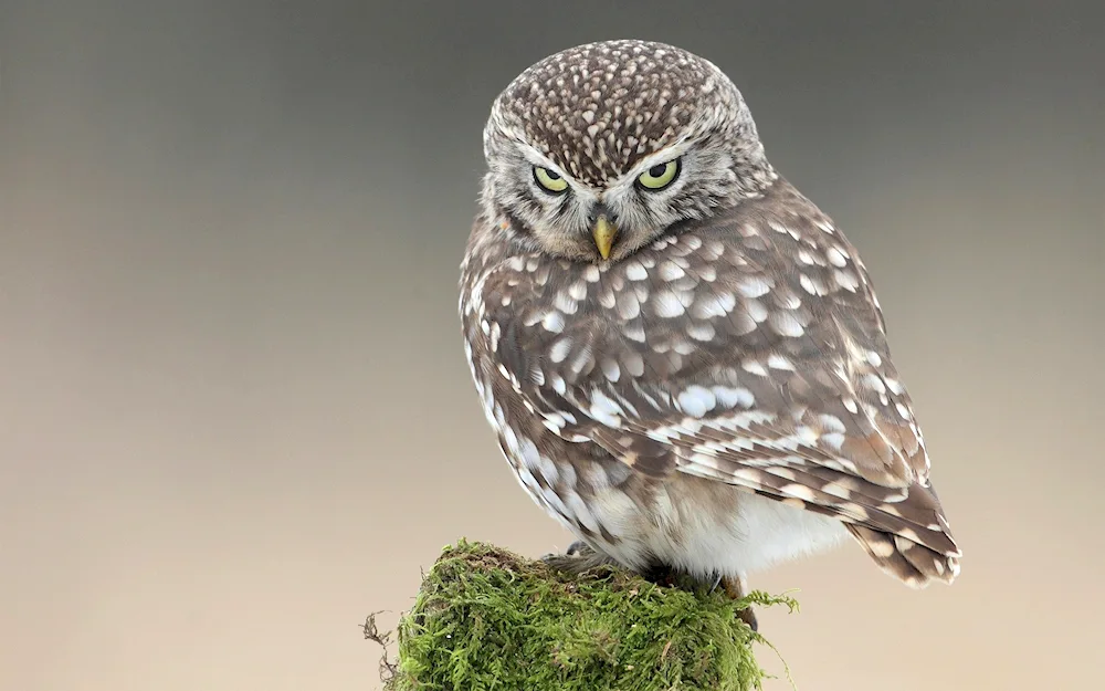 Dwarf Owl