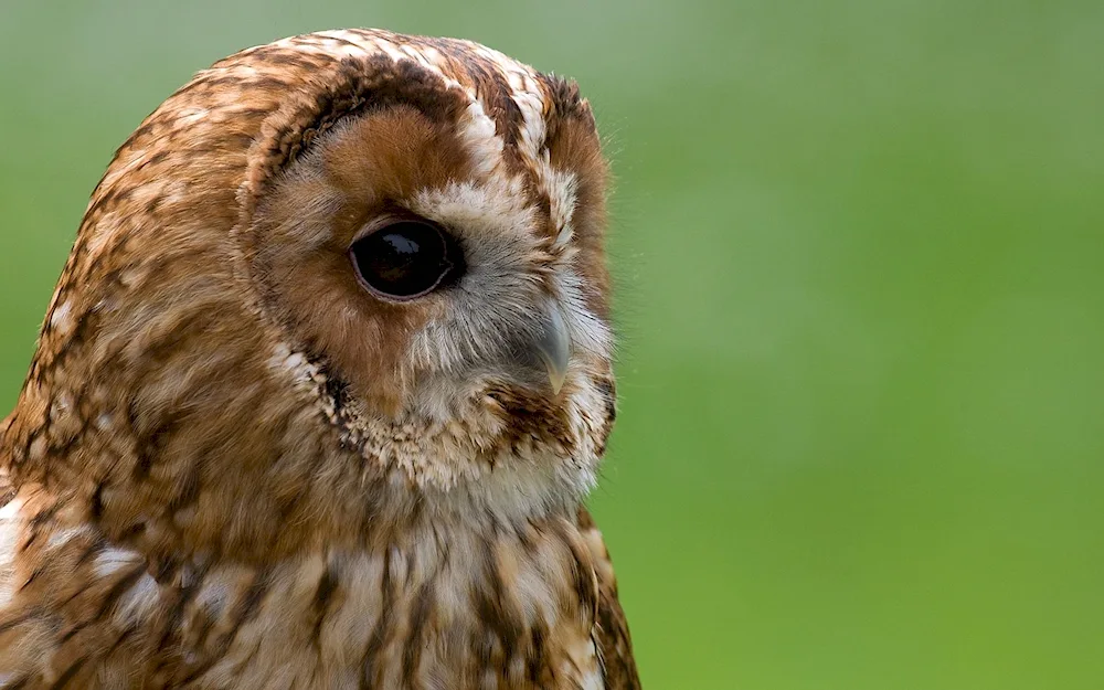 Brown Owl