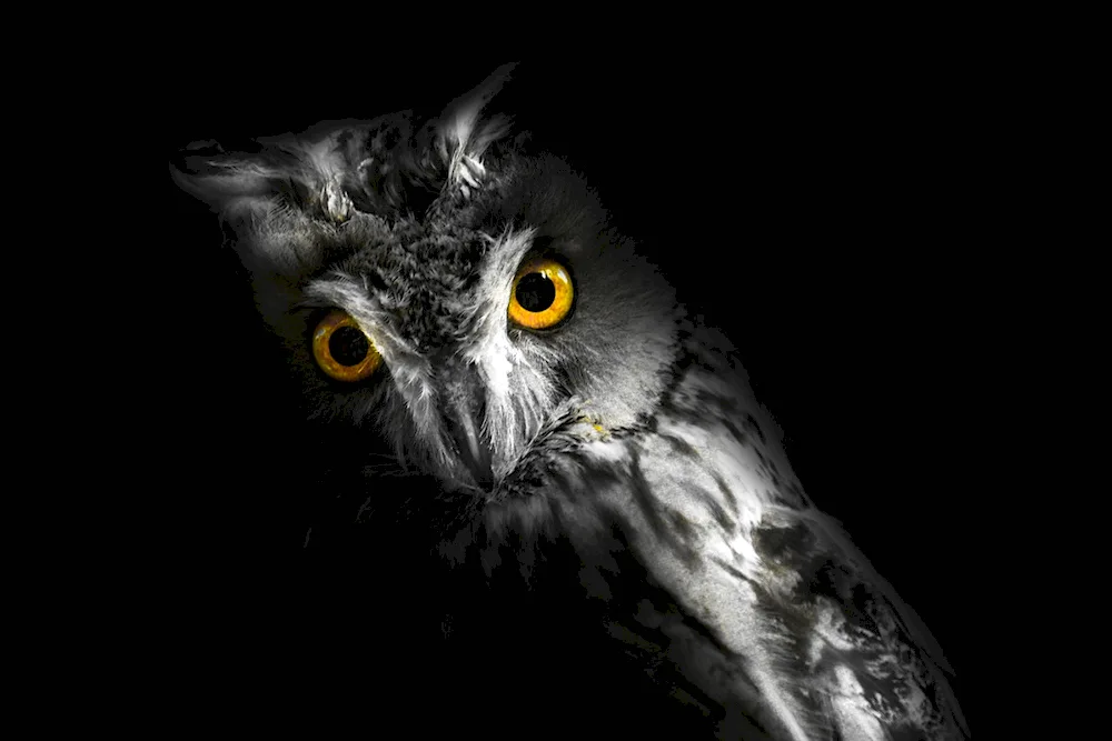 Owl on black background