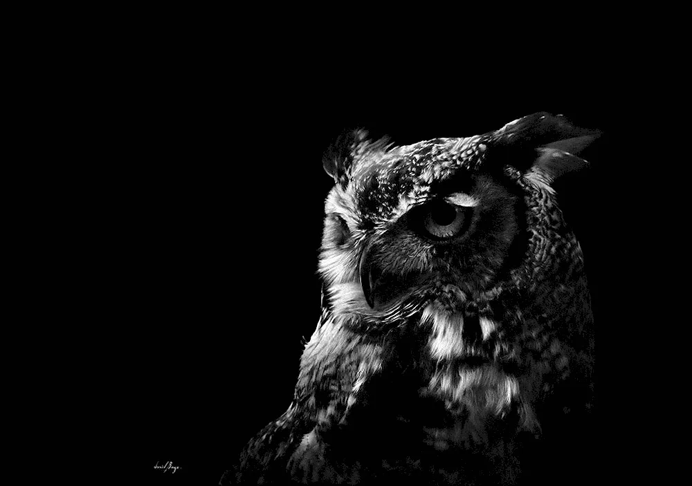 Owl on black background