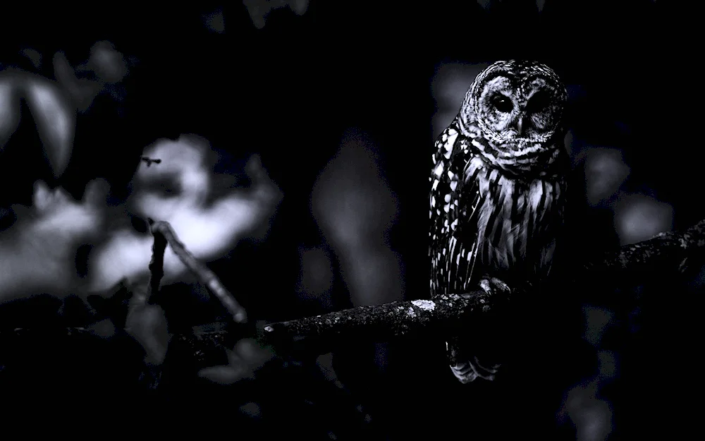 Black Long-eared Owl in the dark