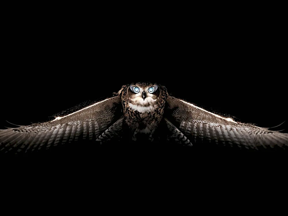 Owl on black background