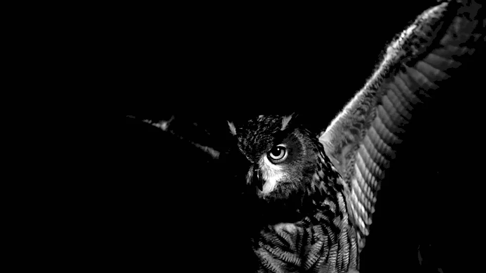 Owl on black background