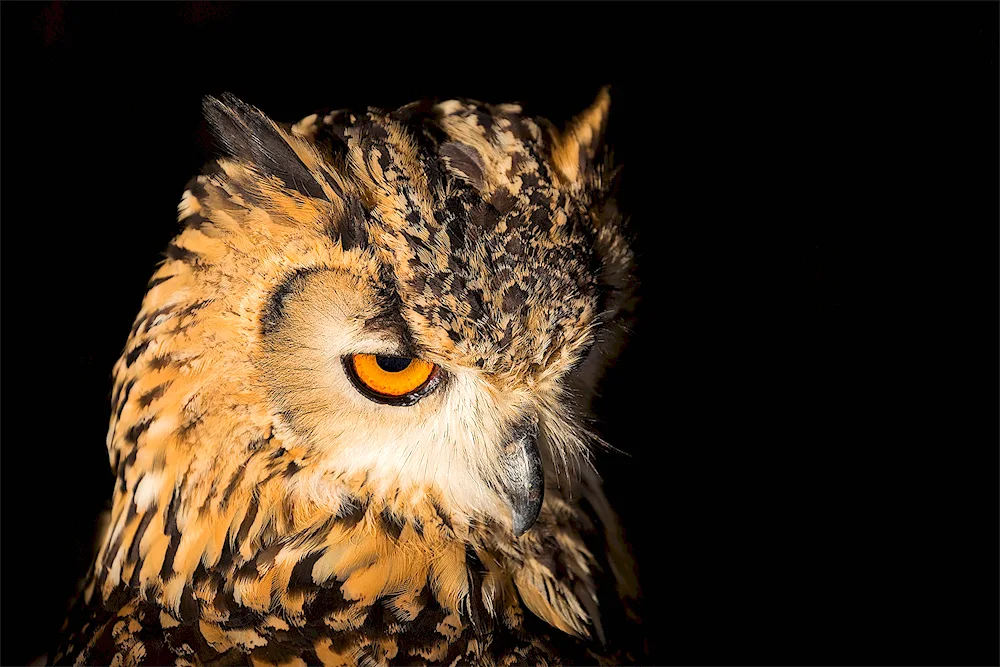 Bearded Owl on black background