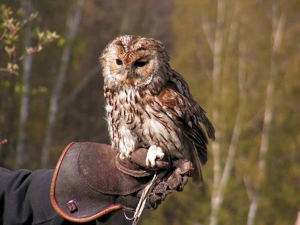 Eyes of the Owl