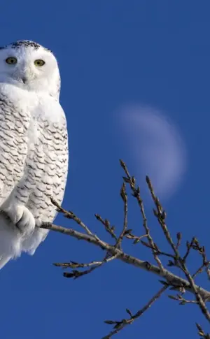 Polar White Owl