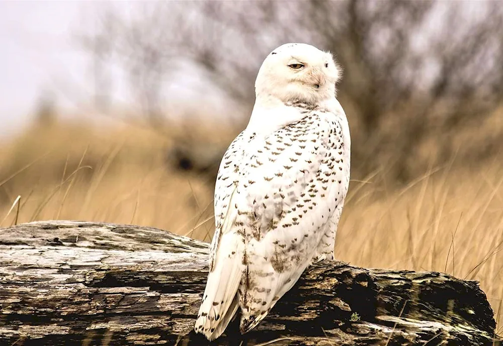 Polar White Owl