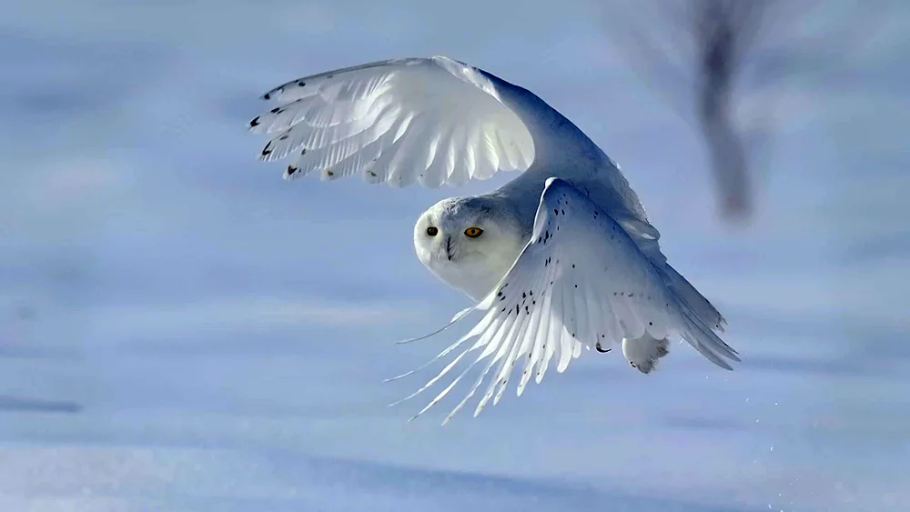 Gagarka bird of the Arctic